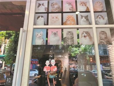 广州猫主题咖啡馆_猫咖主题咖啡厅_猫咖啡馆馆主