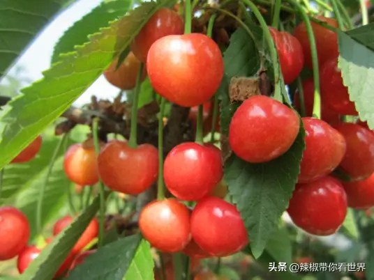 蒙山美食_蒙山美食_蒙山小吃