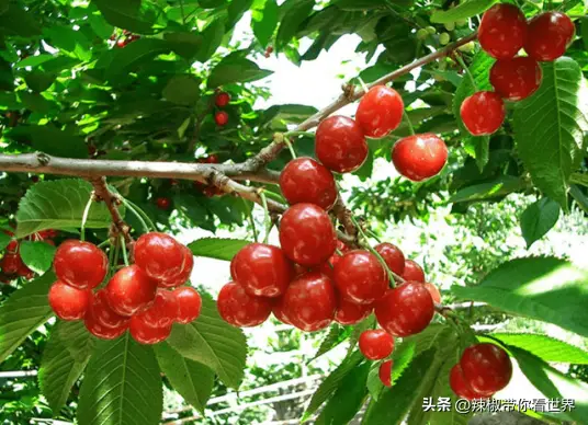 蒙山小吃_蒙山美食_蒙山美食