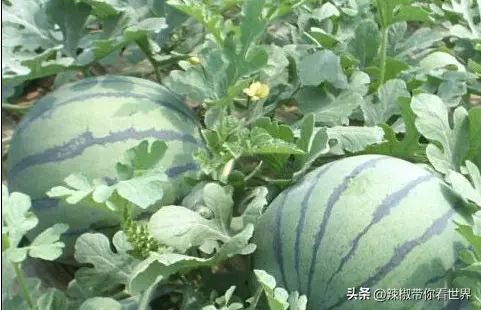 蒙山小吃_蒙山美食_蒙山美食