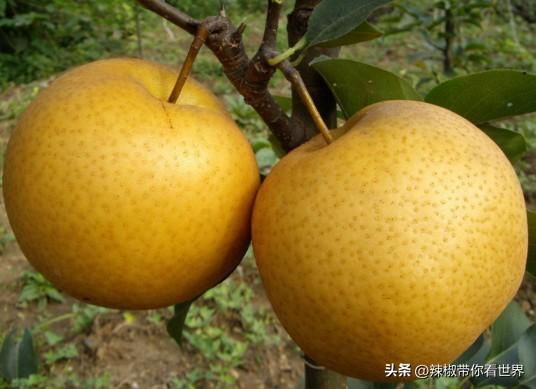 蒙山美食_蒙山小吃_蒙山美食